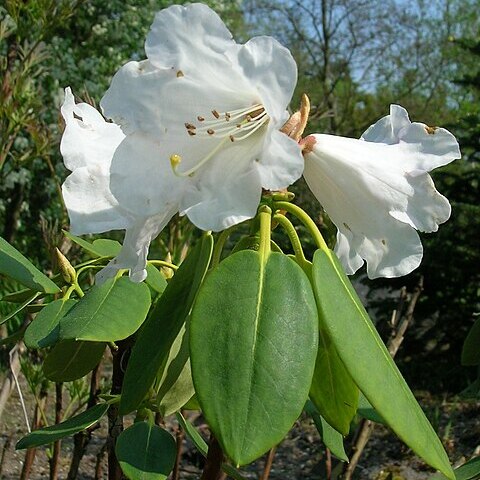 Rhododendron wightii unspecified picture