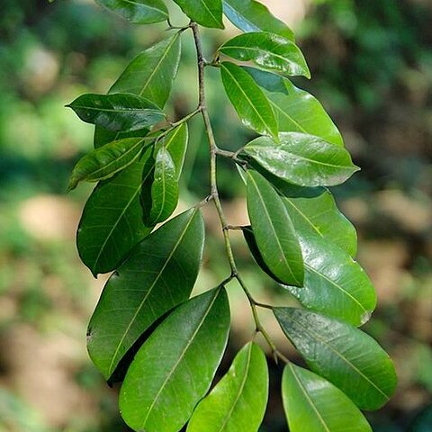 Trilepisium madagascariense unspecified picture