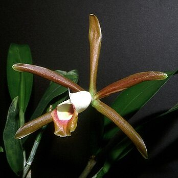 Cattleya araguaiensis unspecified picture