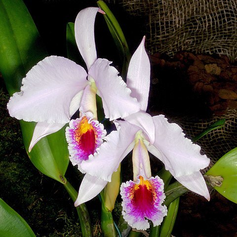 Cattleya percivaliana (rchb.f.) o'brien unspecified picture