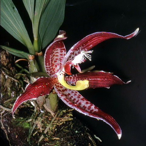 Paphinia neudeckeri var. neudeckeri unspecified picture