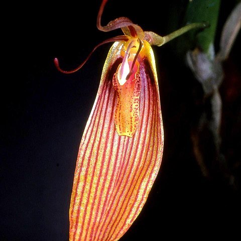 Restrepia unspecified picture