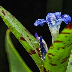 Neoregelia lilliputiana unspecified picture