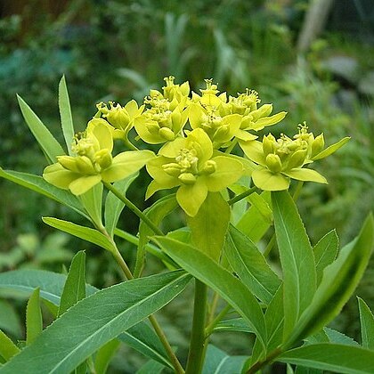 Euphorbia sarawschanica unspecified picture