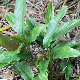 Boesenbergia basispicata unspecified picture