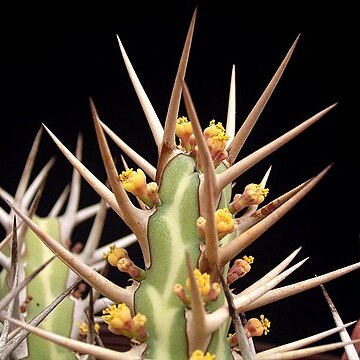 Euphorbia samburuensis unspecified picture