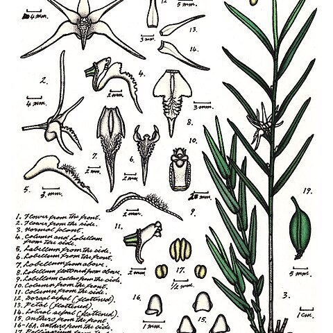 Dendrobium tozerense unspecified picture