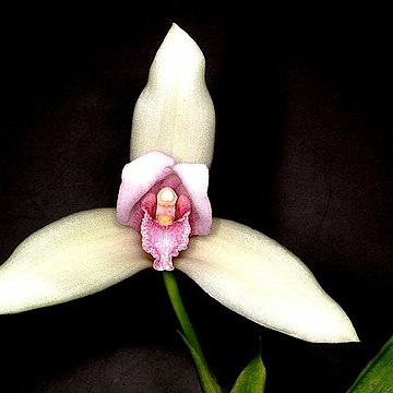 Lycaste virginalis unspecified picture