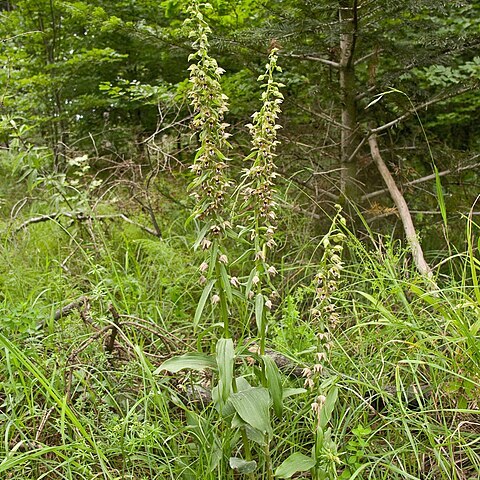 Epipactis unspecified picture