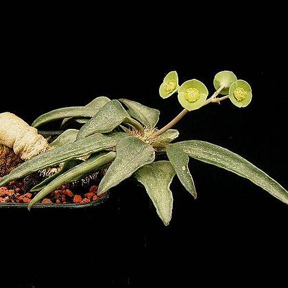 Euphorbia francoisii unspecified picture