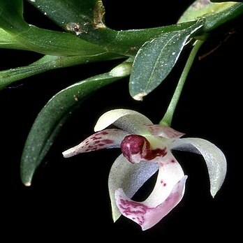 Dichaea ancoraelabia unspecified picture