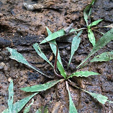 Cryptocoryne spiralis unspecified picture