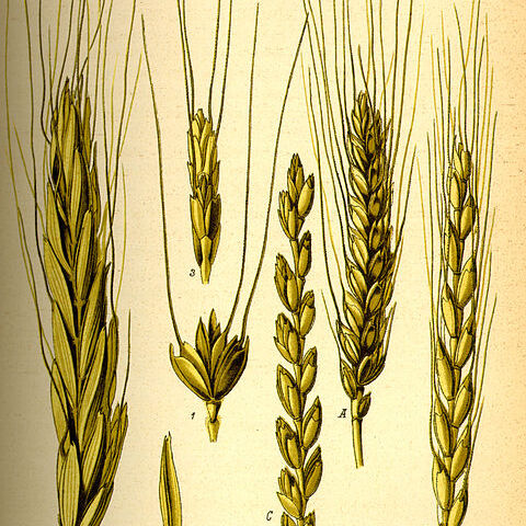 Triticum spelta unspecified picture