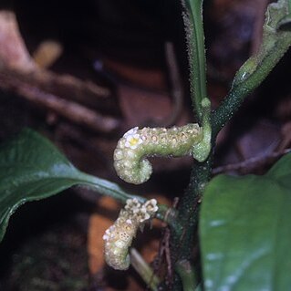 Pentaphragma horsfieldii unspecified picture