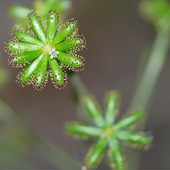 Adenocaulon himalaicum unspecified picture