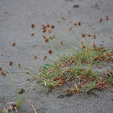 Fimbristylis sericea unspecified picture