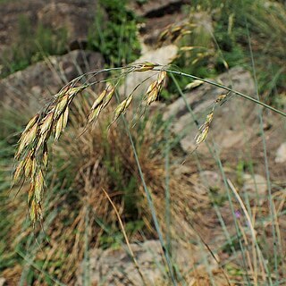 Helictotrichon parlatorei unspecified picture