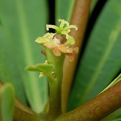 Euphorbia plumerioides unspecified picture