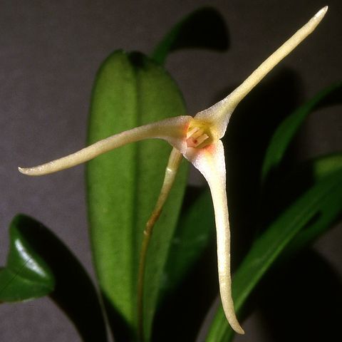 Masdevallia pescadoensis unspecified picture