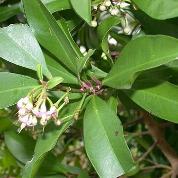 Ardisia sieboldii unspecified picture