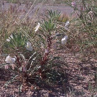 Oenothera harringtonii unspecified picture