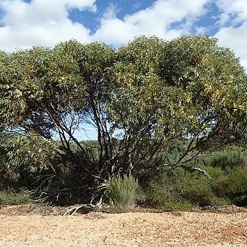 Eucalyptus diminuta unspecified picture