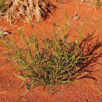 Goodenia triodiophila unspecified picture