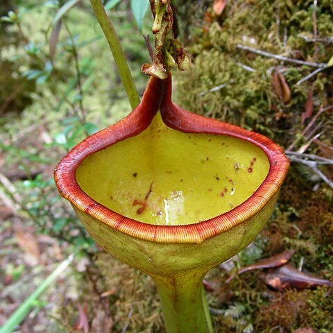 Nepenthes eymae unspecified picture