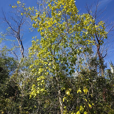 Terminalia eriostachya unspecified picture