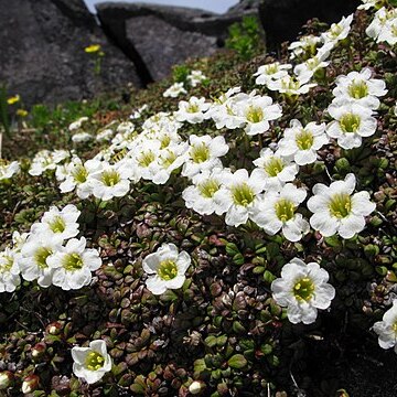 Diapensia obovata unspecified picture