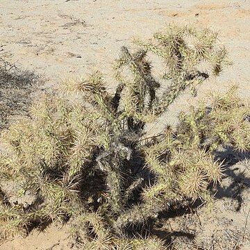 Cylindropuntia sanfelipensis unspecified picture