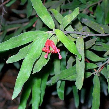 Grevillea mollis unspecified picture