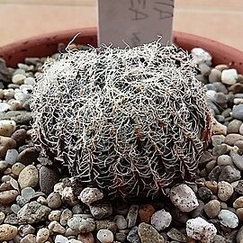 Haworthia arachnoidea var. setata unspecified picture