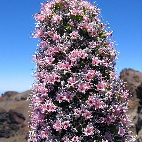 Echium wildpretii subsp. trichosiphon unspecified picture