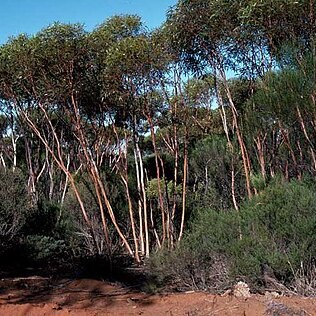 Eucalyptus cerasiformis unspecified picture