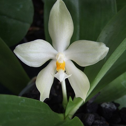 Phalaenopsis micholitzii unspecified picture