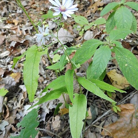 Symphyotrichum shortii unspecified picture