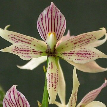 Prosthechea terassaniana unspecified picture