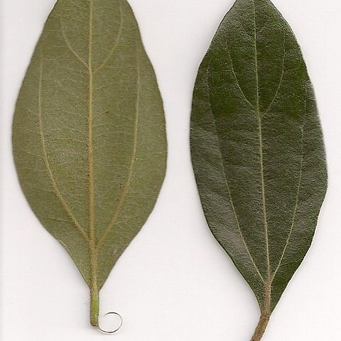 Cryptocarya triplinervis unspecified picture