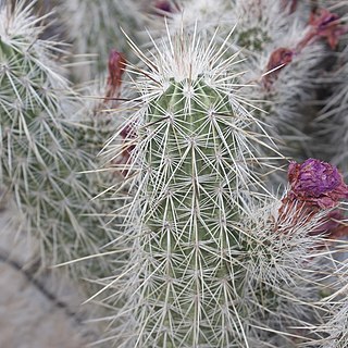 Echinocereus occidentalis unspecified picture