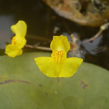 Utricularia unspecified picture