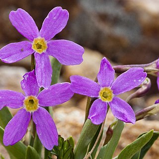 Primula angustifolia unspecified picture