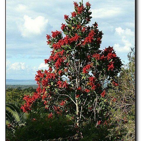 Triplaris weigeltiana unspecified picture