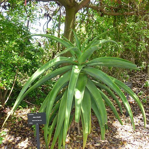 Aloe thraskii unspecified picture