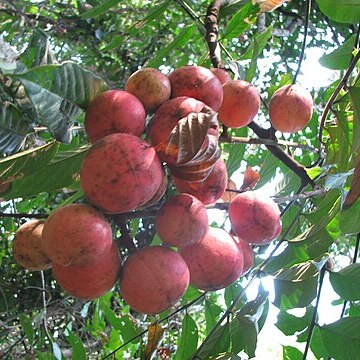 Chisocheton cumingianus subsp. balansae unspecified picture