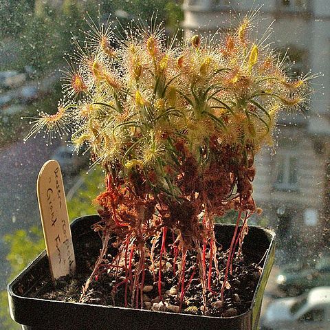 Drosera scorpioides unspecified picture