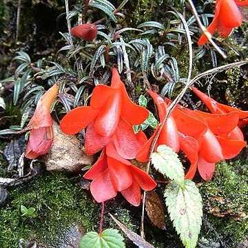 Dendrobium cuthbertsonii unspecified picture