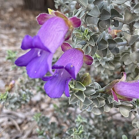 Eremophila rotundifolia unspecified picture