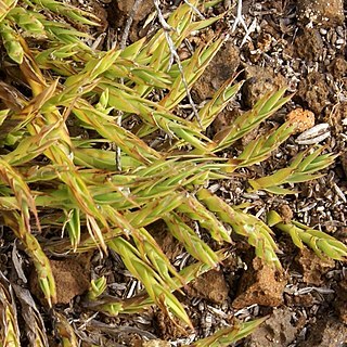 Panicum lycopodioides unspecified picture