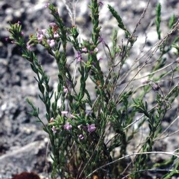 Micromeria cristata unspecified picture